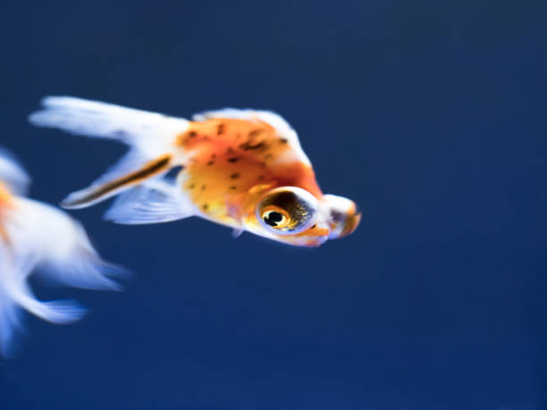 istock Goldfish named 
