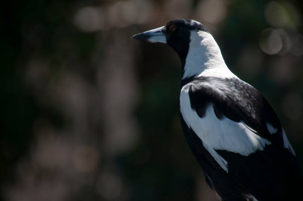 istock Profile of a magpie perched on railing in garden 1057415392