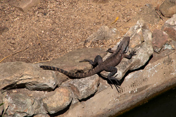 istock Monitor lizard sun baking by garden pond on a spring day 1057416442