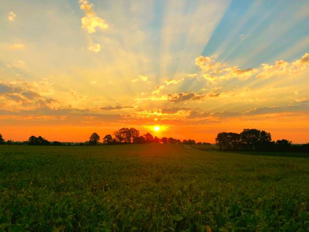 istock Vibrant Field of Soybeans 1057423694