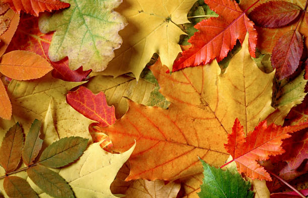 istock Autumn leaves Colorful background 1057423994