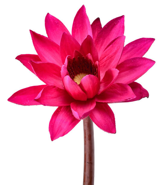 istock Red Lotus flower isolated on white clipping path 1057428064