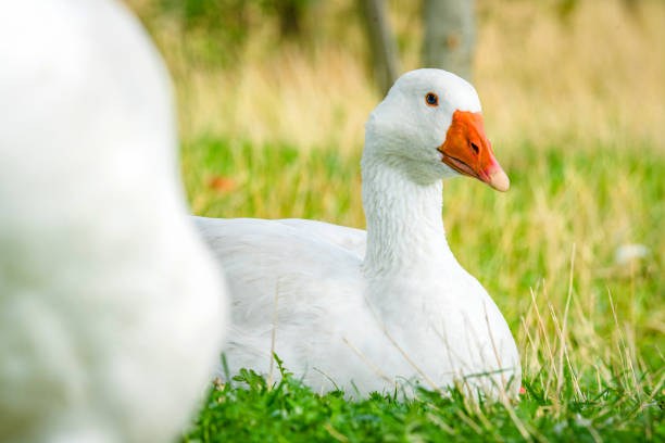 istock Geese relaxing in green grass in the spring 1057428210