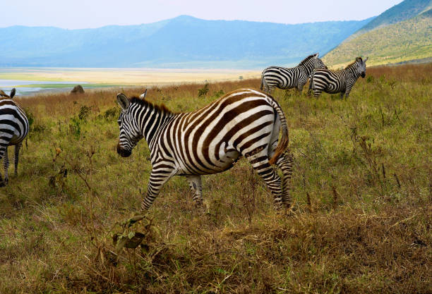 istock A Zebra In Ngorongoro Crater 1057429840