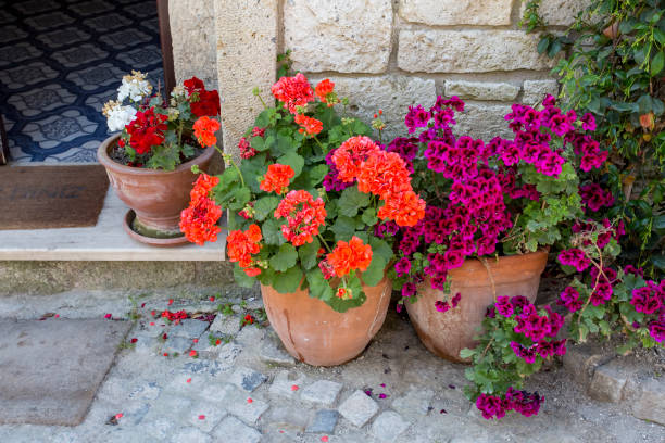 istock in pots geranium flowers fresh and beautiful