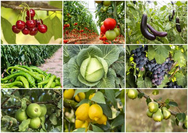 istock Fresh organic various vegetables and fruits collage 1057432102