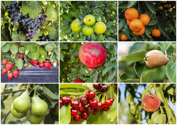 istock Fresh organic various vegetables and fruits collage 1057432160