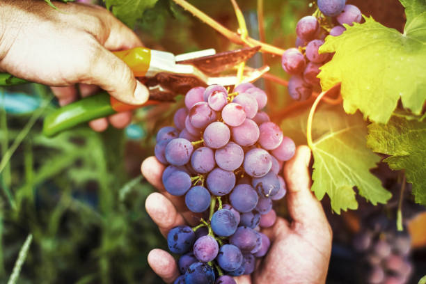 harvesting of ripe grapes, red wine grapes on vine in vineyard, close-up. farmers receive freshly harvested black grapes. - grape green red purple imagens e fotografias de stock