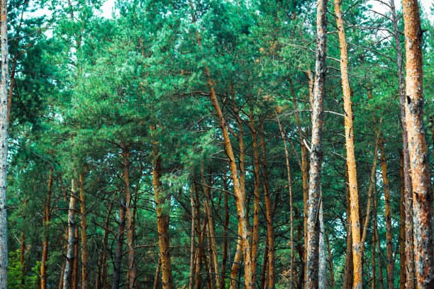 thick pine forest. trunks of coniferous trees, texture for the background. Seamless abstract
