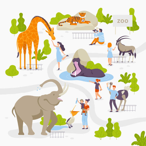 illustrations, cliparts, dessins animés et icônes de gens aiment et observez les animaux sauvages dans le jeu de zoo d’illustrations vectorielles en design plat isolé sur fond blanc. hommes, femmes, famille, enfants au parc du zoo, s’amuser. - cartoon giraffe young animal africa