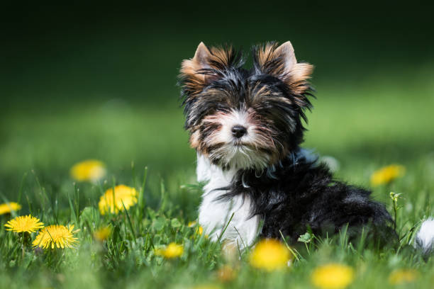 istock Biewer Yorkshire Terrier puppy 1057437690