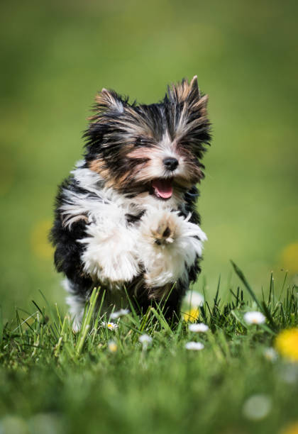 istock Biewer Yorkshire Terrier puppy 1057437790