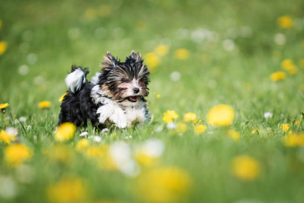istock Biewer Yorkshire Terrier puppy 1057437828