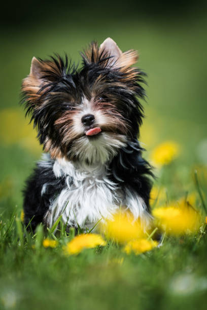 istock Biewer Yorkshire Terrier puppy 1057437848