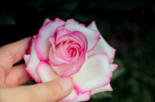 istock Beautiful colorful Rose Flower in hand 1057440122