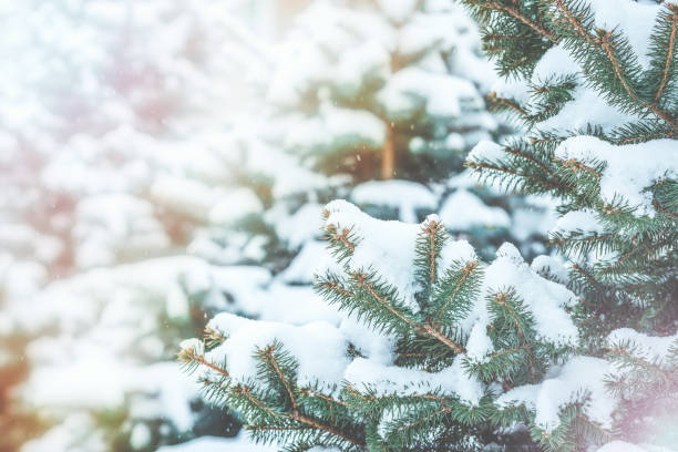 istock Frozen coniferous branches in white winter. Snowstorm. 1057442248