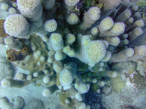 istock diving in the dominican 1057443778