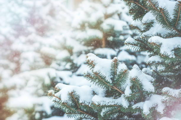 istock Frozen coniferous branches in white winter. Snowstorm. 1057444382
