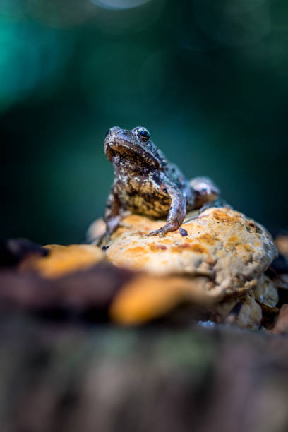 la rana común - frog batrachian animal head grass fotografías e imágenes de stock