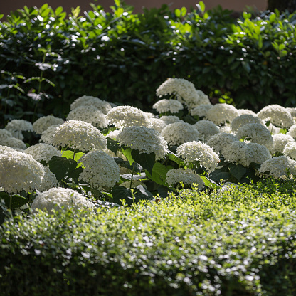 Planta Ornamental Bola De Nieve Viburnum Con Flores Blancas En Un Jardín  Foto de stock y más banco de imágenes de Adoxácea - iStock