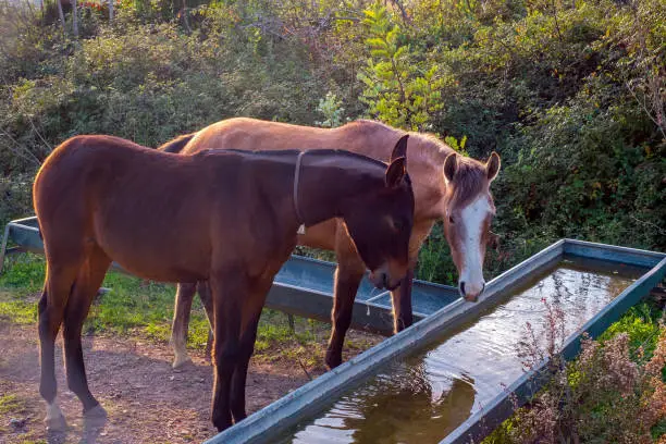 Two horses drinking water