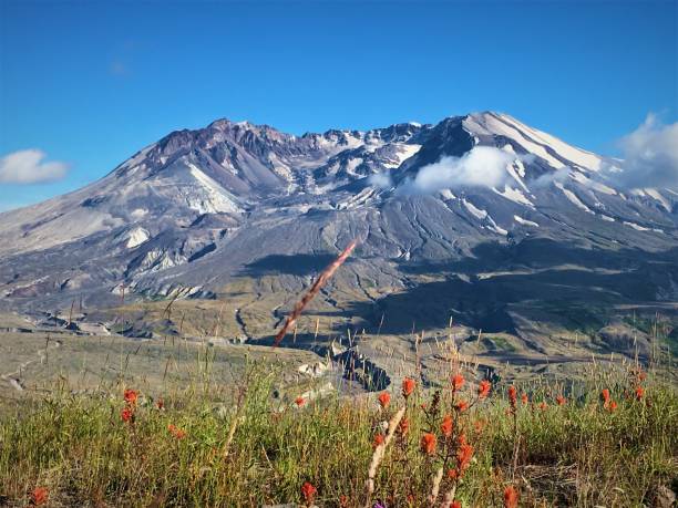View of Mount Saint Helens crater with grass meadow and wildflowers Huge mount Saint Helens crater visible through-clouds and shadow. Orange wildflowers and grass meadow during spring mount st helens stock pictures, royalty-free photos & images