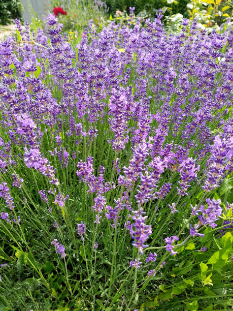 istock Lavender, officinalis, angustifolia 1057462278