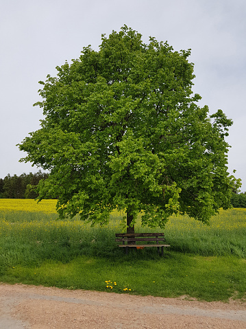 Centuries-old mulberry (Morus alba)