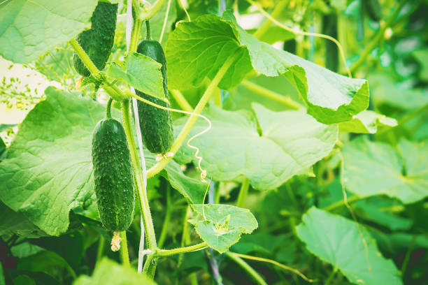 istock Cucumbers grow. Selective focus. Food and garden. 1057466242