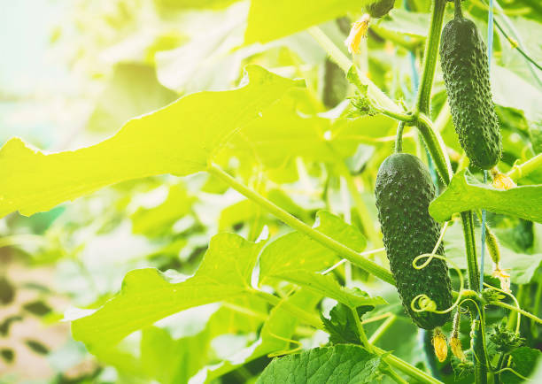 istock Cucumbers grow. Selective focus. Food and garden. 1057466266