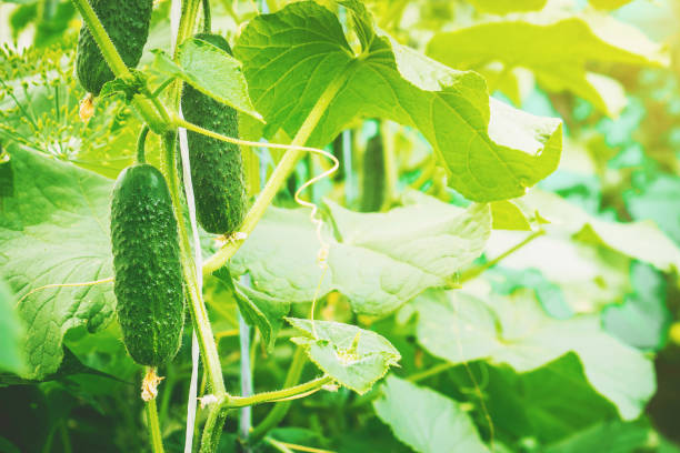 istock Cucumbers grow. Selective focus. Food and garden. 1057466276