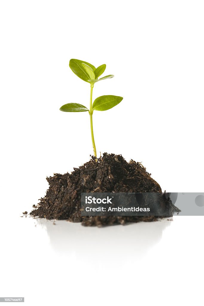 Pequenas plantas muda isolada no branco - Foto de stock de Fundo Branco royalty-free