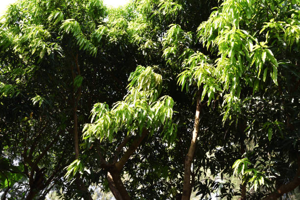 istock Green color leaves of mango tree 1057468486