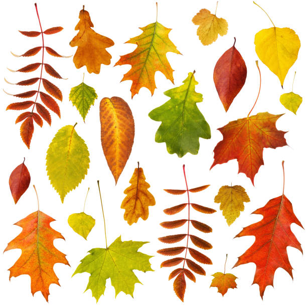 gran colección de hermoso otoño seco deja aislado en fondo blanco - poplar tree leaf green tree fotografías e imágenes de stock