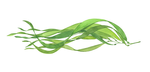 green seaweed, watercolor illustration  on white background