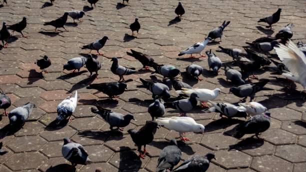 istock pigeons on the street 1057478532