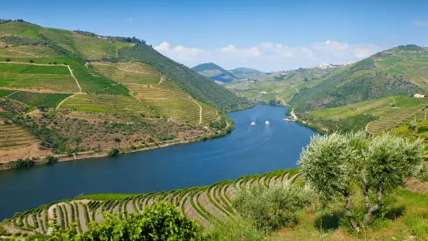 View to the famous Douro Valley in Portugal. The Alto Douro wine region is the oldest wine-growing region in the world and has been a UNESCO World Heritage Site since 2001.
