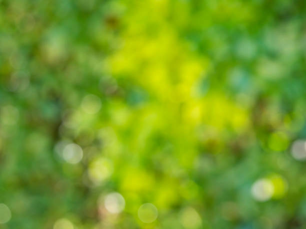 istock nature green bokeh sun light flare and blur leaf abstract texture background 1057482876