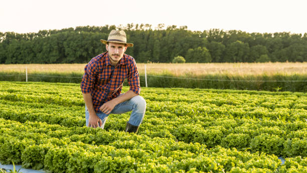 istock Farmer on field of lettuce (Lactuca sativa) 1057484958