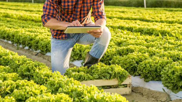 istock Farmer on field of lettuce (Lactuca sativa) 1057485022