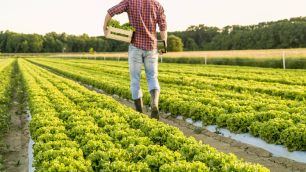 istock Farmer on field of lettuce (Lactuca sativa) 1057485068