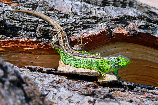 a male sand lizard with a beautiful green colouring and a beautifully drawn brown back climbs over a tree trunk in the sun