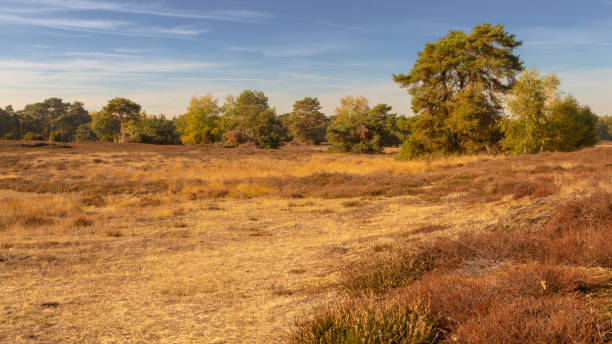 istock Autumn heathland at lunchtime 1057485696
