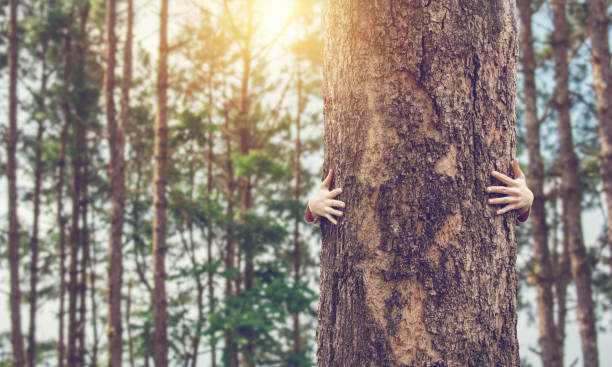 istock Closeup hands of woman hugging tree with sunlight, copy space. 1057490074