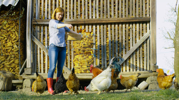istock View of woman feeding hens 1057492668