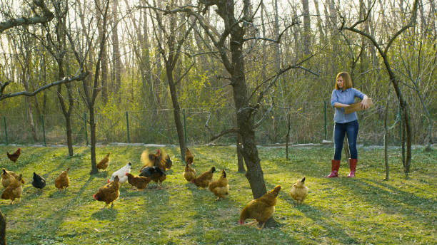 istock View of woman feeding hens 1057492682