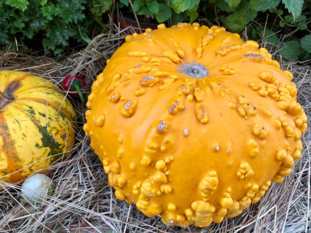 istock Colours of autumn 1057494218