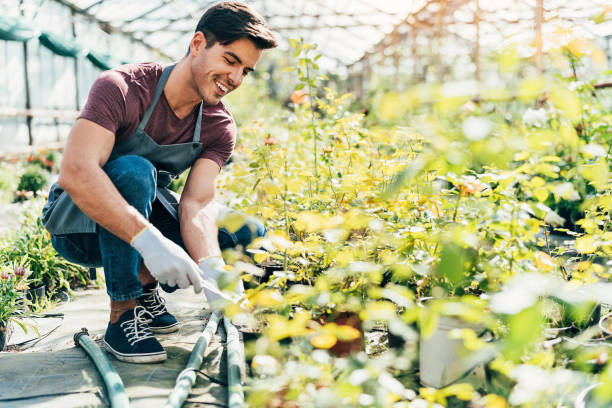 istock Gardener working in the greenhouse 1057500036