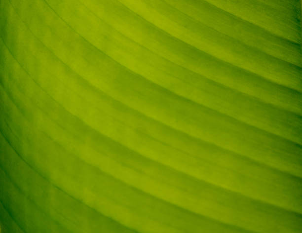 Texture of a green leaf as background stock photo
