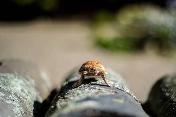 istock VD727 The challenge of turtles 1057505130